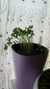 تجریه خرید بذر گل نیلوفر رونده الوان آذر سبزینه مدل A138