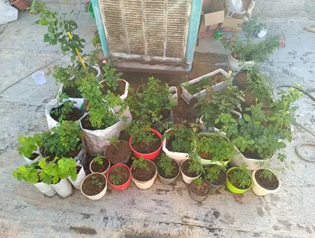 کودتتاکو سولفات پتاسیم مدل 50-0-0-MORESPRAY بسته یک کیلوگرمی