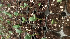 تجریه خرید بذر هندوانه بذر طلایی برتر کد P-H-BZT-02 مجموعه 2 عددی