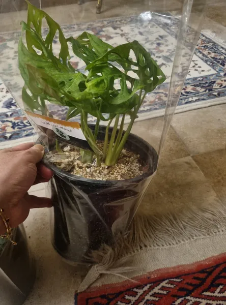 عکس ارسالی خریدار