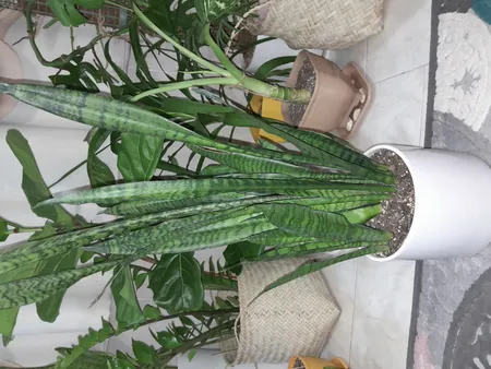 گیاه طبیعی سانسوریا سبز مدل شمشیری