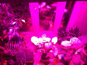 تجریه خرید وال واشر رشد گیاه 36 وات مدل W