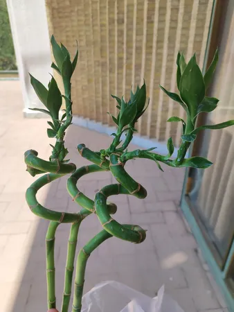 گیاه طبیعی بامبو کد GLGL