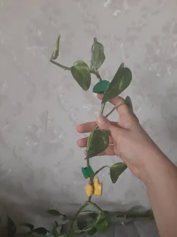 گیره نگهدارنده  مدل برگ بسته 10 عددی