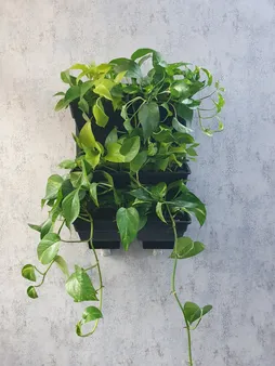 گلدان دیواری طرح دیوار سبز مدل Lotus بسته 6 عددی