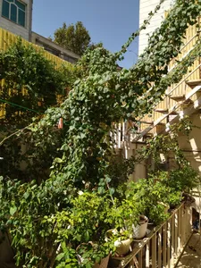 تجریه خرید بذر گل نیلوفر رونده الوان آذر سبزینه مدل A138