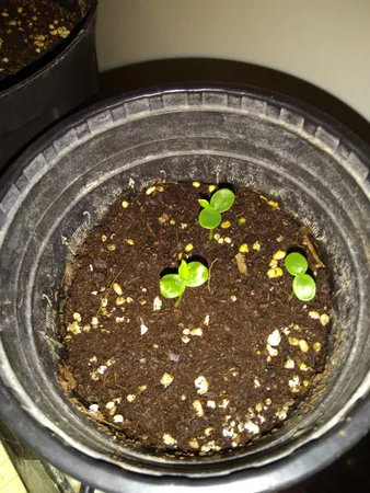 بذر پشن فروت بذر طلایی رویان کد BZT-133