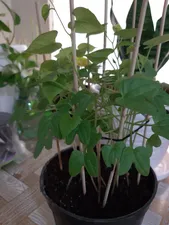 تجریه خرید بذر گل نیلوفر رونده الوان آذر سبزینه مدل A138