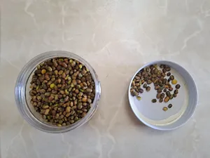 تجریه خرید مغز پسته کوهی بنه آلین - 100 گرم