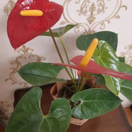 گیاه طبیعی آنتوریوم کد23- AS