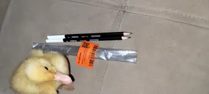 تجریه خرید مداد قرمز آرت لاین کد EPH-02 بسته 2 عددی