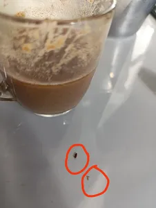 تجریه خرید سویق افزایش وزن فدک - 200 گرم