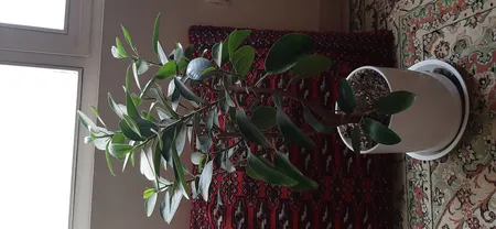 گل طبیعی فیکوس جنگلی تافکو کد 2030