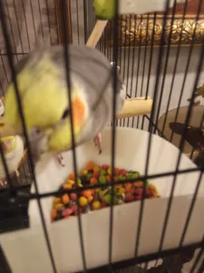 تجریه خرید غذای عروس هلندی مدل پلت میوه ای وزن 100 گرم