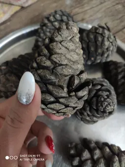 میوه تزیینی درخت کاج کد 62 مجموعه 5 عددی