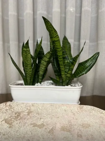 گیاه طبیعی سانسوریا مدل پاکوتاه