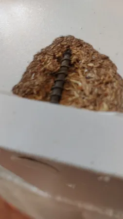 جاکفشی مدل FH70