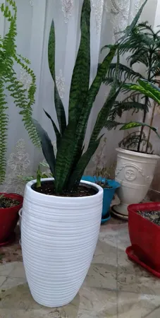 گیاه طبیعی سانسوریا کد AS-27