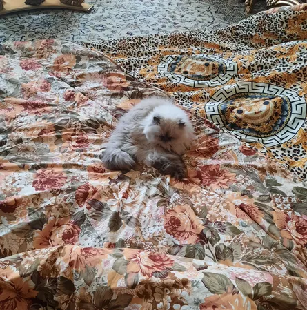 لحاف کرسی هلکو مدل leeko_nasim سایز 350*350 سانتی متر