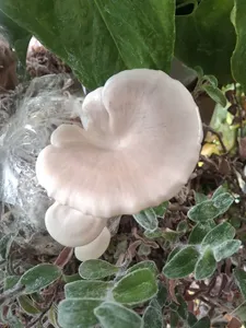 تجریه خرید بذر قارچ یال شیر هریسیوم لیناز گستر کد 15 وزن 200 گرم