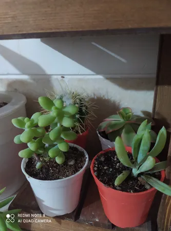 گیاه طبیعی کاکتوس و ساکولنت آیدین کاکتوس کد CB-004 بسته 12 عددی