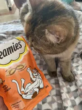 تجریه خرید غذای تشویقی گربه دریمز مدل Snack With Chicken وزن 60گرم