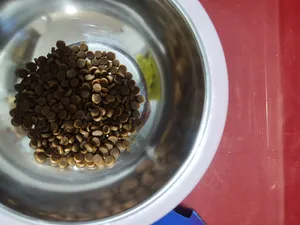 تجریه خرید غذای خشک گربه وی پت مدل کیتن وزن 3 کیلوگرم