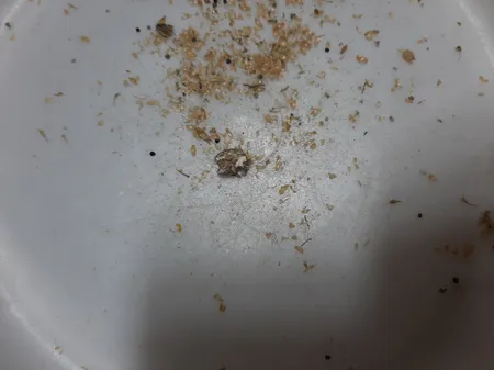 غذای پرندگان مدل ارزن وزن 900 گرم