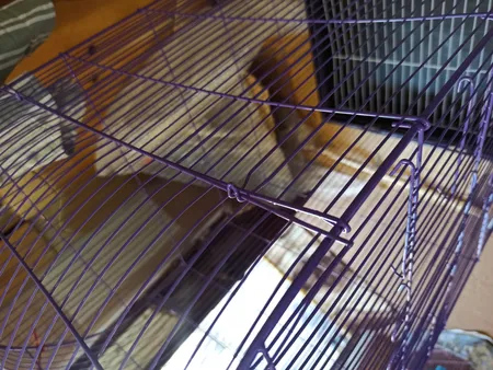 قفس عروس هلندی مدل 1034