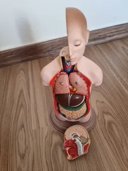 بازی آموزشی طرح مولاژ نیم تنه انسان مدل ASM06