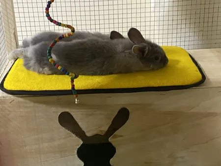 تشک خواب سگ و گربه کد TB-113