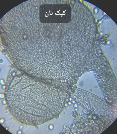 میکروسکوپ مدیک مدل M826