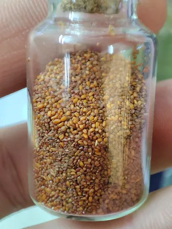 بذر پلنت آکواریوم مدل چمن ریز کوبایی