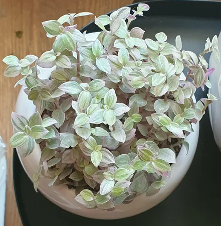 گیاه طبیعی کالیسیا مدل C-45