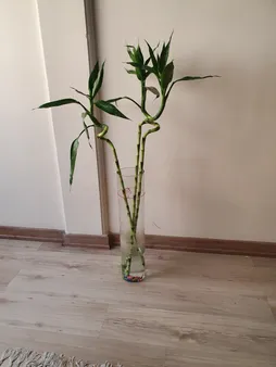 گیاه طبیعی بامبو مدل D-16