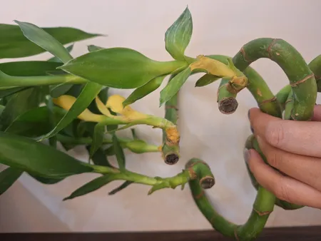 گیاه طبیعی بامبو مدل جوانه دار مدل 80