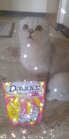 غذای تشویقی گربه دریمز مدل Snack With Beef and Chese وزن 60 گرم