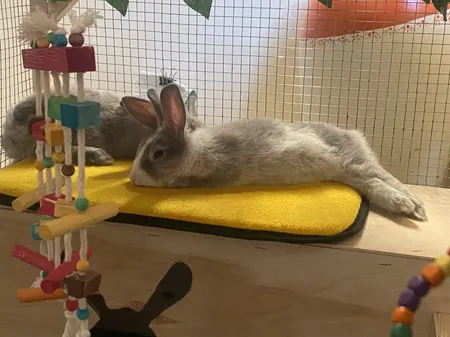 تشک خواب سگ و گربه کد TB-113