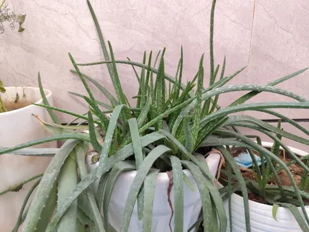 گوشی موبایل شیائومی مدل Redmi Note 13 Pro 5G دو سیم کارت ظرفیت 512 گیگابایت و رم 12 گیگابایت