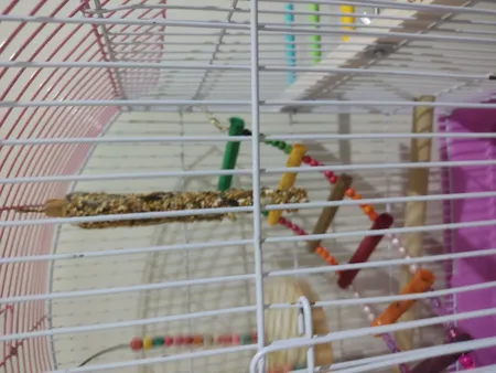 استیک تشویقی طوطی سانان مدل my bird وزن 60 گرم