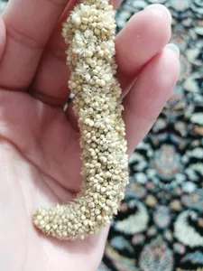 تجریه خرید غذای پرنده مدل ارزن خوشه ای کد 20104 بسته 5 عددی