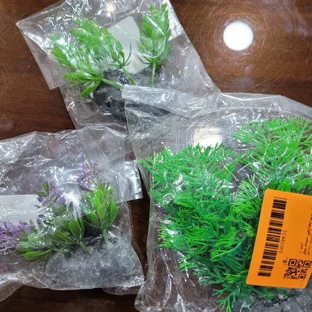 گیاه تزیینی آکواریوم مدل کریپتون