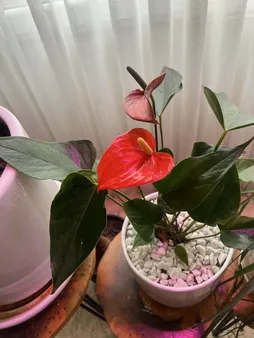 گل طبیعی انتوریوم تافکو مدل صورتی