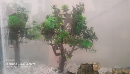 گیاه تزیینی آکواریوم مدل درختچه کد 1