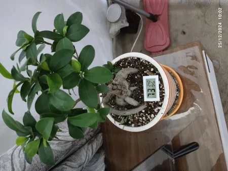 دماسنج و رطوبت سنج سنسور اینترنال مدل HGM0.96