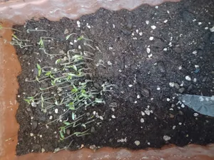 تجریه خرید بذر صیفی جات پر مصرف فصل سبز کد SEED-FS-08 مجموعه 8 عددی