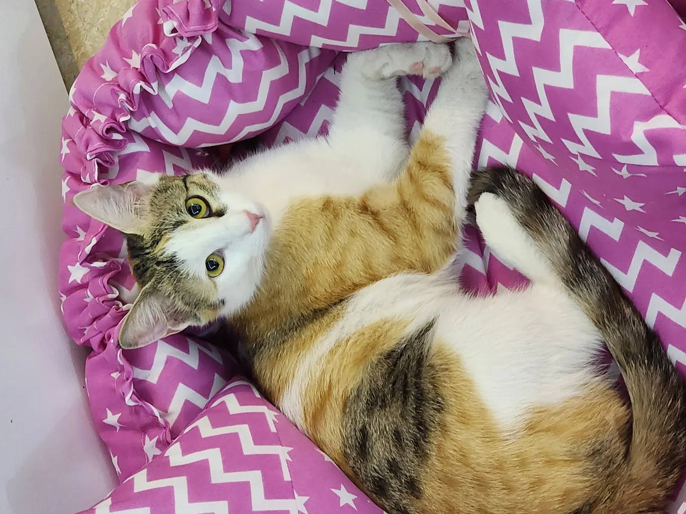 جای خواب سگ و گربه مدل star8