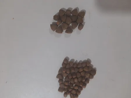 غذای خشک بچه گربه فیدار مدل کیتن وزن 10 کیلوگرم