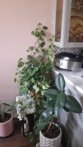 تجریه خرید گیره مدل پتوس n34 بسته 20 عددی