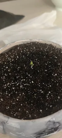 بذر بنسای ارغوان سانیا سید مدل S6